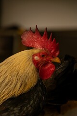 Vertical selective focus shot of a rooster with a red crown