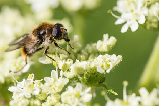 Close-up photo of an early bumblebee perched on white flowers