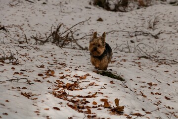 Small dog in a snowy forest