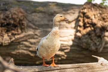 Goose standing on the branch of a tree