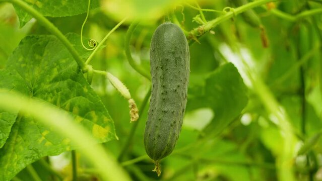A close-up of a large green ripe cucumber that can already be picked. Among the large leaves in the background, you can see small cucumbers that are just emerging from the flower. 