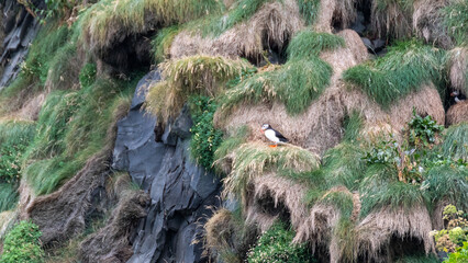 puffin in the grass
