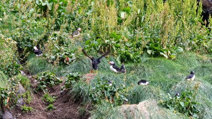 puffin in the grass