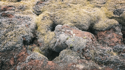 moss on lava rocks