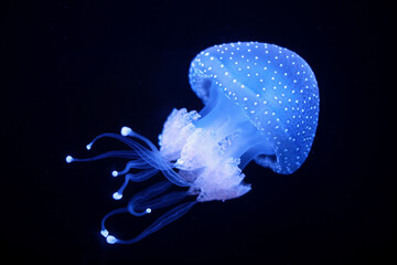 Tropical Jellyfish Phyllorhiza punctata white-spotted jellyfish aka floating bell, Australian spotted jellyfish underwater - 768804298