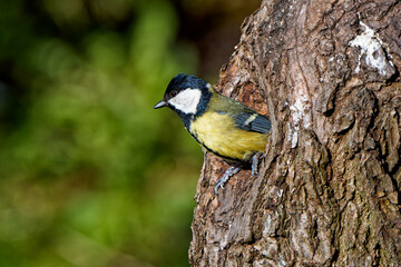 A tit builds a nest in a tree hole.