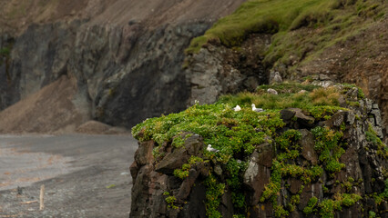 Naklejka premium moss on rocks