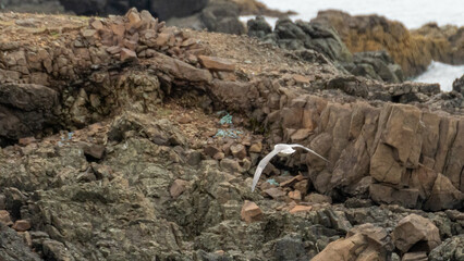 seagull on the beach