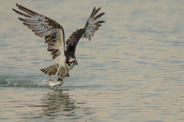 Osprey flying with fish catch
