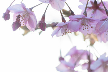 夕暮れの光りに照らされ輝く早咲きの河津桜