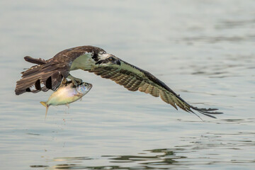 Osprey flying with fish catch