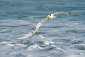 Royal Tern Flying over the ocean