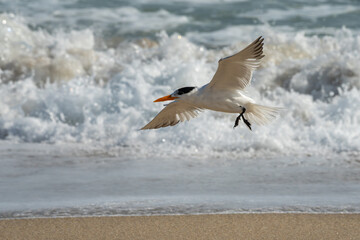 Royal Tern landing on a sandy beach