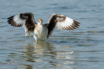 Eastern Willet landing 