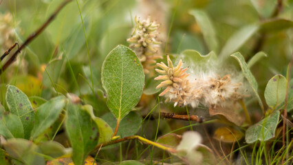 close up plant