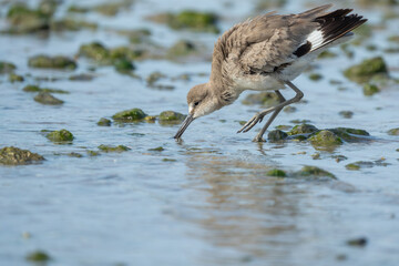 Eastern Willet