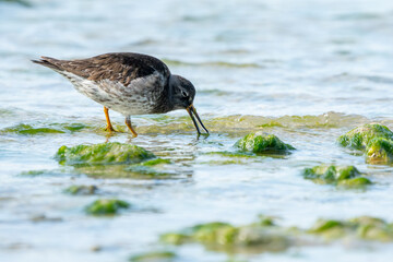 Purple Sandpiper