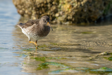 Purple Sandpiper