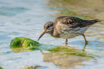 Purple Sandpiper