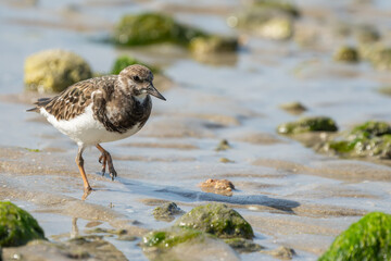 Ruddy Turnstone