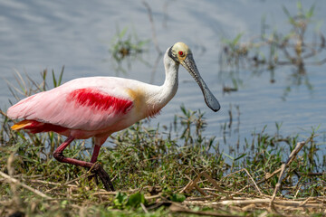 Roseate Spoonbill