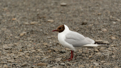 seagull on the beach