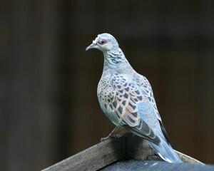 Turtle dove perched atop a wood in the garden with a blurred background