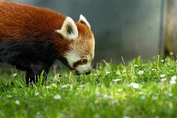 Foto op Plexiglas Young red panda walking on the lush green grass in its natural habitat © Wirestock