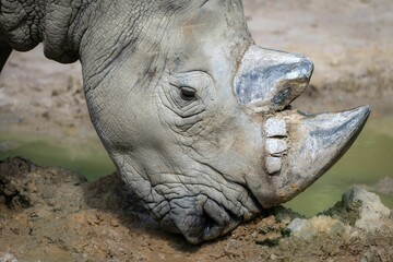 Obraz premium Large rhinoceros stands in a dusty clearing near a body of water