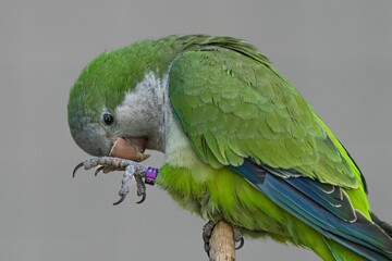 Vibrant green parrot perched atop a wooden stick in its natural habitat