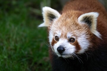 Young red panda walking on the lush green grass in its natural habitat