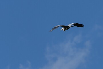 Majestic bird soaring against a clear blue sky