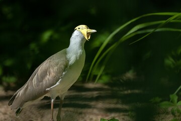 Masked lapwing bird in a lush green field