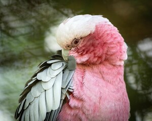 Closeup of an exotic pink cockatoo bird © Wirestock