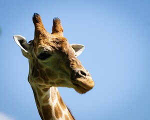Closeup of the head of a giraffe on the background of the bright blue sky