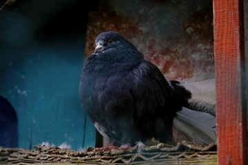 Black pigeon perched on a wooden surface, peacefully resting