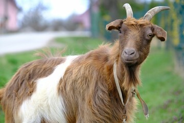 Of a peaceful brown and white goat in a picturesque rural environment