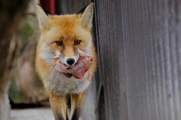Close-up of a red fox with a piece of raw meat in its mouth