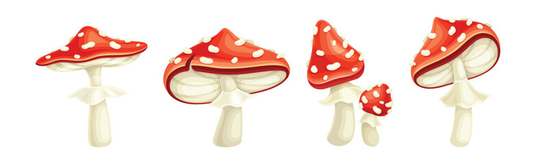 Red Fly Agaric Mushroom and Poisonous Forest Toadstool Vector Set