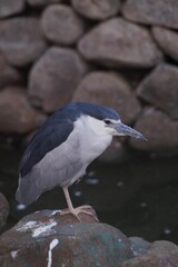 Black-crowned Night Heron (Nycticorax nycticorax) in natural habitat