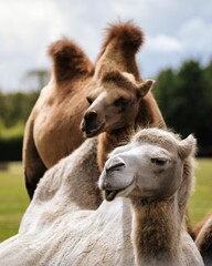 Vertical shot of a pair of camels, brown and white, looking to the side in a lush green setting