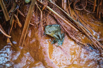 High angle shot of a green toad surrounded by mud and reeds