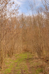 A path through a forest