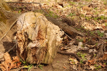 A tree stump with a hole in the ground