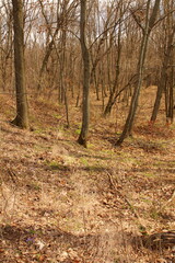 A small stone in a forest