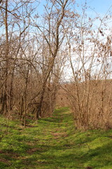 A field with trees and grass