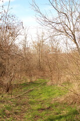 A dirt path through a field