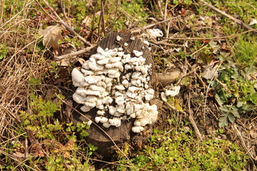 A pile of mushrooms