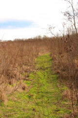 A grassy area with trees and a sign on it