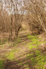 A dirt path with trees and a building in the background